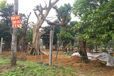 Ngoại thành Hà Nội: Nở rộ đất phân lô bán nền trái quy định