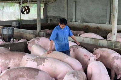 Giá lợn hơi ngày 9/12/2021: Người nuôi tích cực chăm đàn lợn phục vụ thị trường Tết