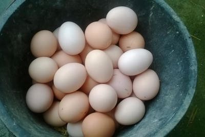 [Hỏi-đáp] Buôn bán trứng gà có cần kiểm soát nguồn gốc trứng?