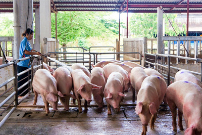 Giá lợn hơi ngày 4/12/2021: Tiếp tục tăng, đang dao động từ 46.000 - 53.000 đồng/kg
