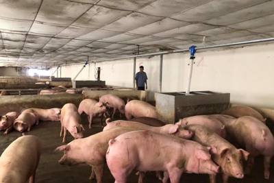 Thị trường thịt lợn: Đắt chỗ buôn, buồn chỗ bán