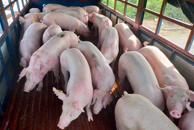Giá lợn hơi ngày 23/8/2021: Cả 3 miền đi ngang, cao nhất 57.000 đồng/kg
