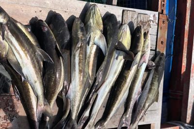Kiên Giang: Hàng chục tấn cá nuôi lồng bè chết chưa rõ nguyên nhân