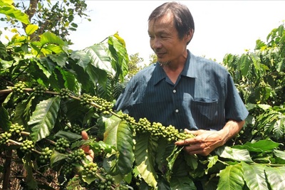 Giá cà phê hôm nay 26/11: Robusta tăng nhẹ, cà phê xuất khẩu kỳ vọng lập lại ngưỡng 3 tỷ USD