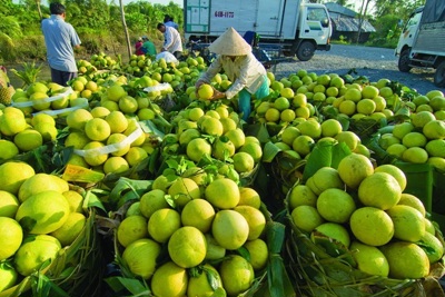 Gỡ khó cho tiêu thụ nông sản