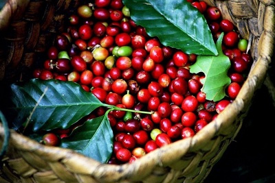 Giá cà phê hôm nay 4/10: Chuyên gia nhận định giá cà phê tuần này rộng đường tăng, vượt mốc 2.200 USD/tấn
