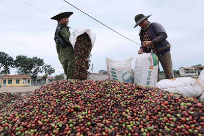 Giá cà phê hôm nay 22/10: Robusta tăng 3 ngày liên tiếp, Tây Nguyên rốt ráo tìm nhân công thu hái vụ mới