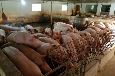 Giá lợn hơi ngày 28/8/2021: 2 miền Bắc - Nam giảm 1.000 - 2.000 đồng/kg