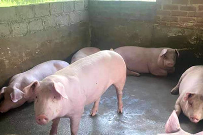 Giá lợn hơi ngày 19/8/2021: Miền Trung - Nam giảm nhẹ, dao động từ 50.000 - 57.000 đồng/kg