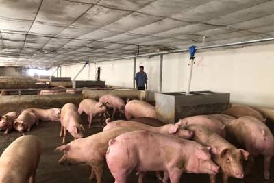 Giá giảm sâu, dịch bệnh bùng phát khiến người chăn nuôi lợn điêu đứng