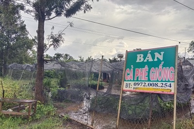 Lâm Đồng: Kỳ án chiếm đất tại Công ty Giống Lâm nghiệp vùng Tây Nguyên