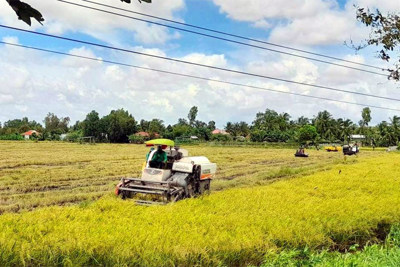 Đồng bằng sông Cửu Long thiếu 50 - 70 nghìn tấn lúa giống cho vụ Đông Xuân