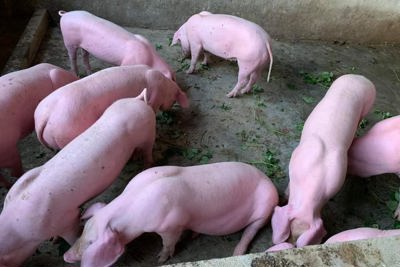 Giá lợn hơi ngày 21/11/2021: Đây là lý do giá lợn sẽ tăng trở lại?