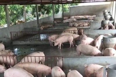 Giá lợn hơi ngày 2/10/2021: 3 miền đồng loạt đi ngang, dao động từ 41.000 - 49.000 đồng/kg