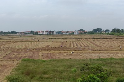 Ngoại thành Hà Nội: Vụ gối vụ, không để đất bỏ hoang
