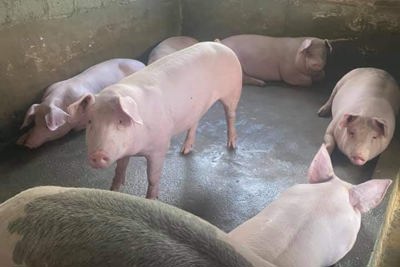 Giá lợn hơi ngày 5/10/2021: Giảm sâu, người chăn nuôi “lỗ kép”