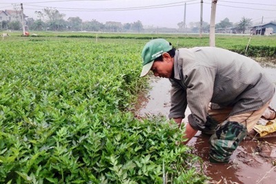 Thiếu liên kết tiêu thụ nông sản huyện Phú Xuyên