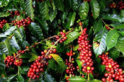 Giá cà phê hôm nay 3/9: Trong nước giữ mốc 40.000 đồng/kg, nhu cầu cà phê hòa tan tăng cao do Covid-19