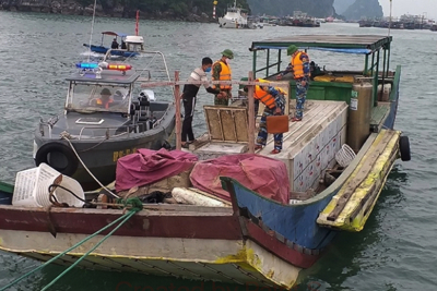 Quảng Ninh: Bắt giữ bè mảng chở 2,3 tấn cá tầm không rõ nguồn gốc