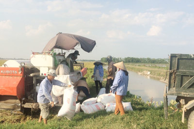 Hà Nội thu hoạch lúa vụ Mùa đạt 87.453ha