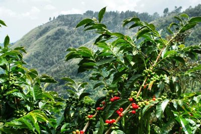 Giá cà phê hôm nay 27/11: Robusta tiếp tục tăng, vượt mốc 2.300 USD/tấn nhưng niềm vui chưa trọn với nhà nông