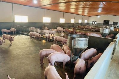 Giá lợn hơi ngày 16/8/2021: Miền Bắc có giá cao nhất cả nước