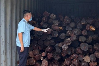 Khởi tố vụ án hình sự buôn lậu 9 tấn gỗ giáng hương