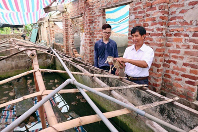 Huyện Sóc Sơn: Liên kết tiêu thụ ếch thương phẩm