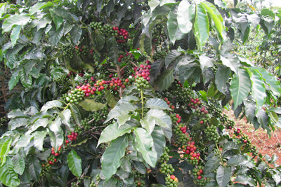 Giá cà phê hôm nay 29/11: Giải mã đà tăng của cà phê thế giới, nông dân Việt vẫn... lỗ