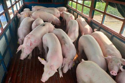 Giá lợn hơi ngày 7/11/2021: Biến động từ 1.000 - 4.000 đồng/kg