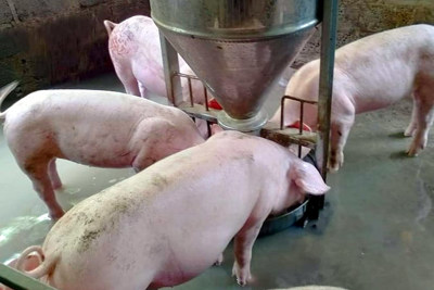 Giá lợn hơi ngày 9/10/2021: Tiếp tục giảm, giá heo hơi sẽ “thủng” đáy 5 năm?