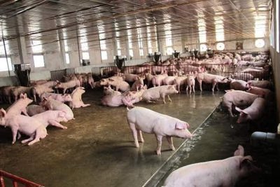 Giá lợn hơi ngày 22/9/2021: Tại Miền Bắc tiếp tục đi ngang