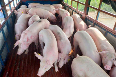 Giá lợn hơi ngày 16/11/2021: Cả 3 miền giảm 1.000 - 3.000 đồng/kg