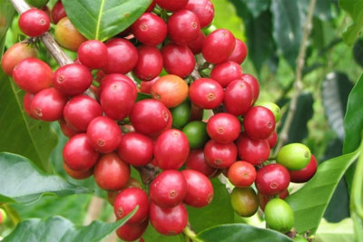 Giá cà phê hôm nay 15/9: Robusta tiếp tục tăng, trong nước áp sát mốc 40.000 đồng/kg