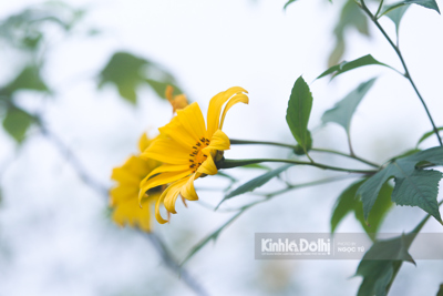 [Ảnh] Ngắm hoa dã quỳ bung sắc vàng trong sương mờ tại Vườn quốc gia Ba Vì