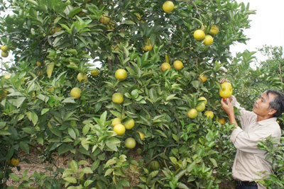 Xây dựng chi hội nghề nghiệp ở Hà Nội: Tập hợp nông dân cùng chí hướng làm giàu