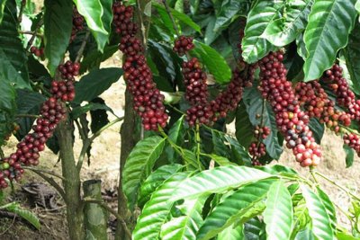 Giá cà phê hôm nay 16/11: Arabica lên mức cao nhất 10 năm qua do lo ngại nguồn cung từ Nam Mỹ