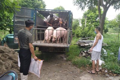 Giá lợn hơi ngày 18/9/2021: 2 miền Bắc - Nam biến động 1.000 - 2.000 đồng/kg