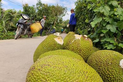 Nguồn cung hạn chế, giá mít tại Đồng bằng sông Cửu Long tăng mạnh