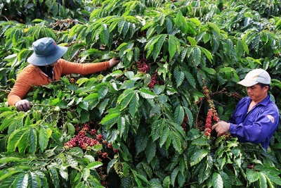 Giá cà phê hôm nay 3/10: Xu hướng tăng vẫn tiếp tục đẩy giá trị cà phê vụ mới Việt Nam ước chừng 4 tỷ USD
