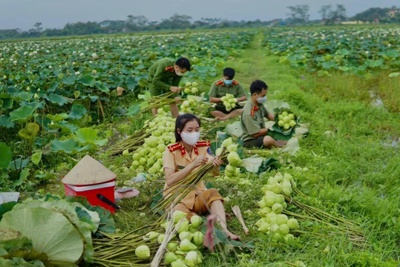 Công an huyện Ứng Hòa “đội nắng” hỗ trợ bà con thu hoạch sen