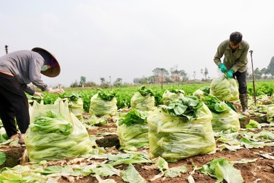 Liên kết bảo đảm nguồn cung nông sản an toàn cho 10,3 triệu dân Thủ đô