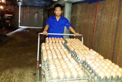 Hà Nội bảo đảm cung ứng trứng gia cầm cho hơn 10,3 triệu dân
