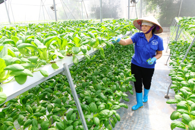 Phát triển nông nghiệp thông minh tại Hà Nội: Khai thác lợi thế từ nhân lực chất lượng cao