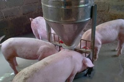 Giá lợn hơi ngày 1/11/2021: Miền Nam có giá cao nhất cả nước