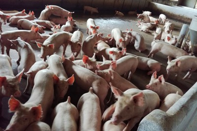 Đồng Nai: Giá thịt lợn tăng ảo, người chăn nuôi dè dặt tăng đàn