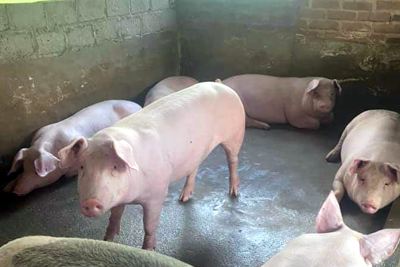 Giá lợn hơi ngày 19/10/2021: Cả 3 miền đồng loạt giảm từ 1.000 - 3.000 đồng/kg