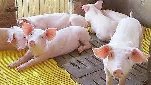 Giá lợn hơi ngày 20/9/2021: Lợn hơi ở mức thấp, nông hộ không dám tái đàn