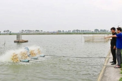 Hà Nội: Mở rộng diện tích, tăng lượng thủy sản cung ứng cho người dân