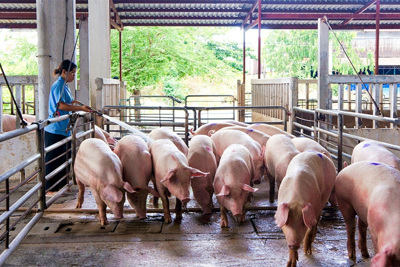 Giá lợn hơi ngày 23/11/2021: Biến động nhẹ, cao nhất 47.000 đồng/kg